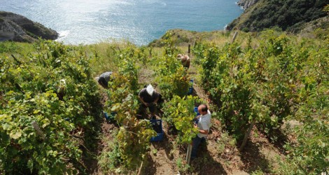 cantine-mazzella